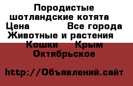 Породистые шотландские котята. › Цена ­ 5 000 - Все города Животные и растения » Кошки   . Крым,Октябрьское